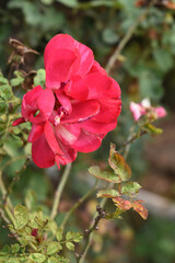 Fototapeta premium Beautiful red rose flower closeup in garden, A very beautiful red rose flower bloomed on the rose tree, Rose flower closeup, bloom flowers, Natural spring flower, Natural floral background,