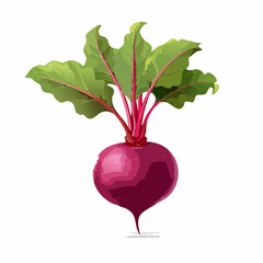 Perfect Vector Illustration of Beetroot — Fresh Organic Vegetable Icon for Food and Healthy Design