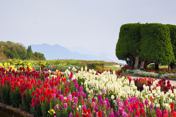 Flower garden at Doi Inthanon, Chiang Mai Province, Thailand
