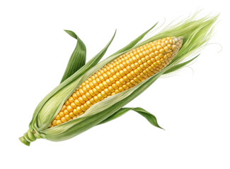 Freshly Harvested Organic Corn on the Cob with Green Husk Isolated on Transparent Background