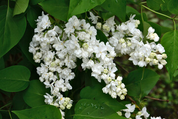 clusters of a blooming white lilac with lush green foliage