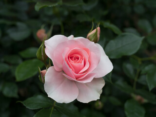 A Beautiful Pink Rose in Full Bloom with Soft Petals