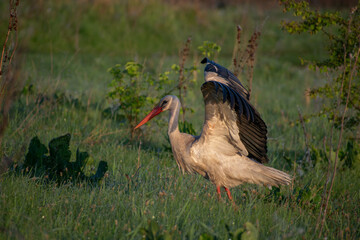 White Stork in the grass