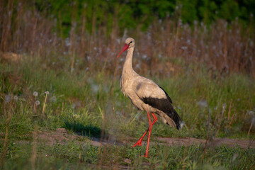 White Stork in nature