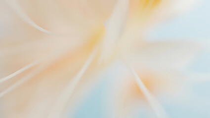 Abstract Peach and White Floral Blurred Background Image