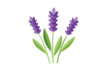 Fototapeta premium Lavender branch vector illustration on a white background