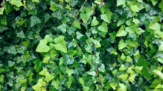 Green ivy leaves with raindrops in motion