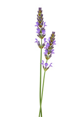 Obraz premium Close-up Lavender Sprig