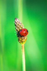 ladybug on a stem in the morning light