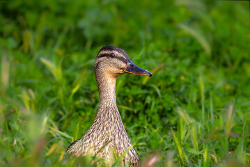 mallard duck in the morning light