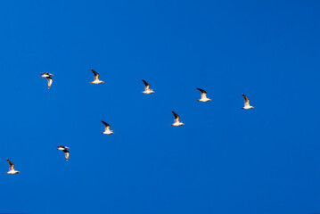 gulls flying in a 