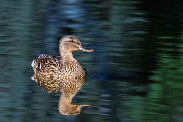 mallard duck in the morning light