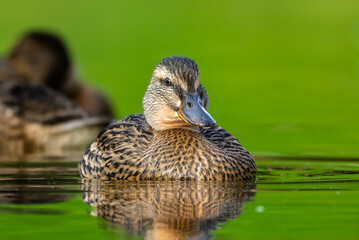 mallard duck in the morning light