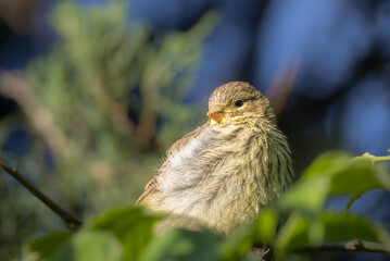 European Serin perched on a branch in the morning light