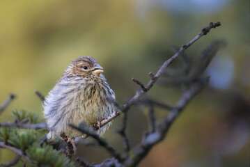European Serin perched on a branch in the morning light