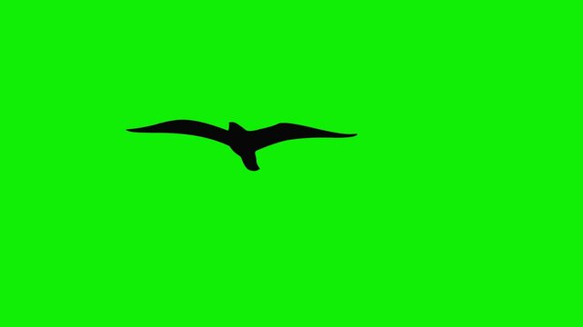 black eagle birds flaying sky front view green screen 4k