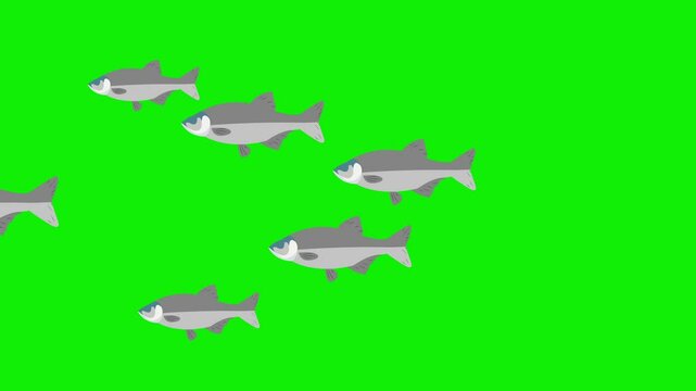 flock of beautiful fish swimming in the water green screen animation 4k