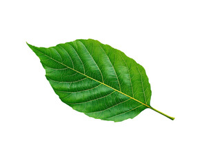 Obraz premium Fresh Hickory Leaf Display with Soft Texture