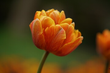 Gelbe Tulpe, tulipa, Familie Liliaceae mit weichem schönen Bokeh