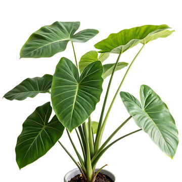 Arrowleaf elephant ear leaf isolated on a transparent background