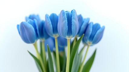 Bouquet of blue tulips, Vibrant blue flowers in bloom, Pretty blue