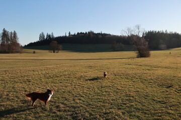 Two dogs are playing in a field with a blue sky in the background