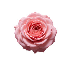Fototapeta premium Isolated pink rose on transparent background