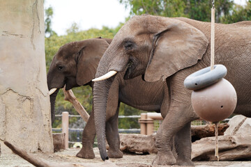Naklejka premium African elephants standing side by side in a zoo enclosure