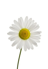 Close-up of a single daisy (2)