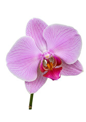 Fototapeta premium Close-up of a vibrant orchid (2)