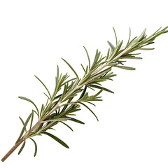 Naklejka premium Dried rosemary sprig isolated on a transparent background