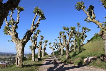a picturesque path lined with pollarded plane trees