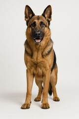 Front view portrait of a full-body German Shepherd standing on a white background. A loyal, intelligent, and alert working breed, ideal as a police dog, guard dog, and devoted companion.