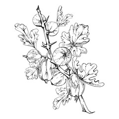 Gooseberry hanging on thorny branch with leaves, ripe garden berry juneberry casseille currant. Isolated botanical illustration vector ink hand drawn. Home preserves cookbook, grocery store stationery