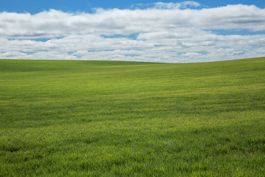 Green wheatfield with blue sky and cloud pattern
