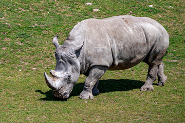 A photo of a rhino grazing in a field