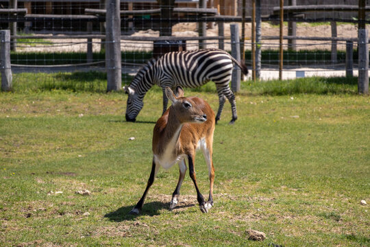 A photo of a zebra and a deer in a fenced area