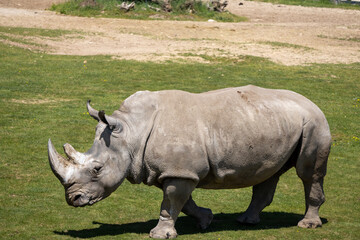 Obraz premium A photo of a rhino is walking in the grass