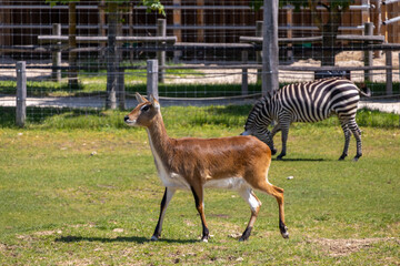 A photo of a zebra and a gazeo in a zoo enclosure