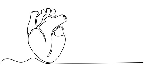 Human heart with blood vessels one line art. Continuous line drawing of human, internal, organs, heart, vector, A single line drawing of a realistic human heart, Continuous Line Anatomical Heart.