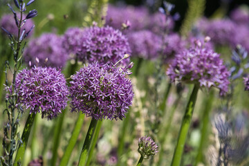 Allium, Zierlauch blüht