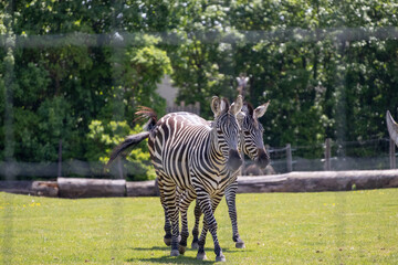 A photo of a zebra standing in a field of grass