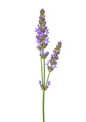 Obraz premium Close-up of lavender flower stem