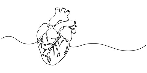 Human heart with blood vessels one line art. Continuous line drawing of human, internal, organs, heart, vector, A single line drawing of a realistic human heart, Continuous Line Anatomical Heart.