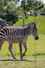Fototapeta premium A photo of a zebra standing in a field with a donkey in the background