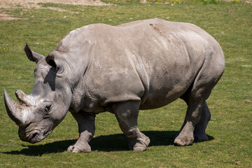 Naklejka premium A photo of a rhino is walking in the grass