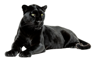 Black panther lying down isolated on white background PNG