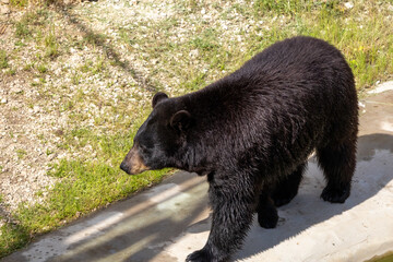 A photo of a black bear walking on a sidewalk in a field