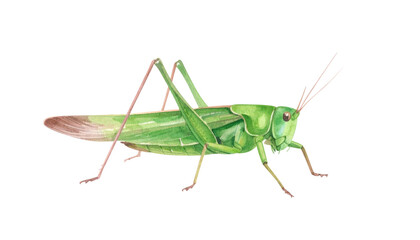 Green grasshopper isolated on white background