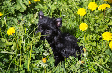 A small black puppy stands in green grass with yellow dandelions.
